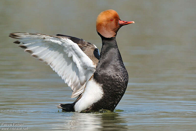 Nette rousse mâle adulte nuptial