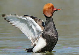 Red-crested Pochard