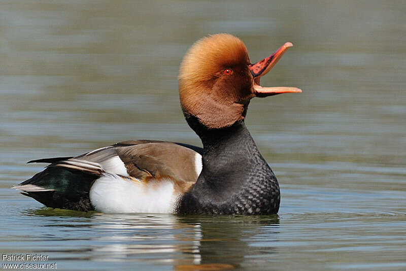 Nette rousse mâle adulte nuptial, Comportement