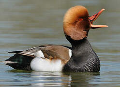 Red-crested Pochard