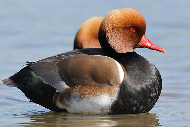 Nette rousse mâle adulte nuptial