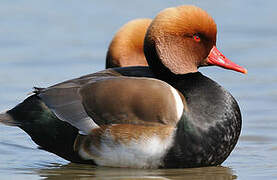 Red-crested Pochard