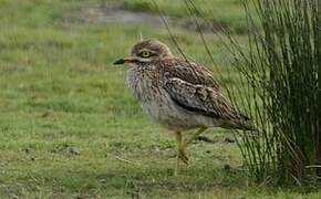 Eurasian Stone-curlew