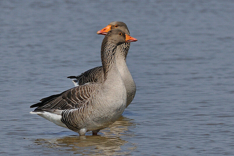 Greylag Goose adult