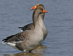 Greylag Goose