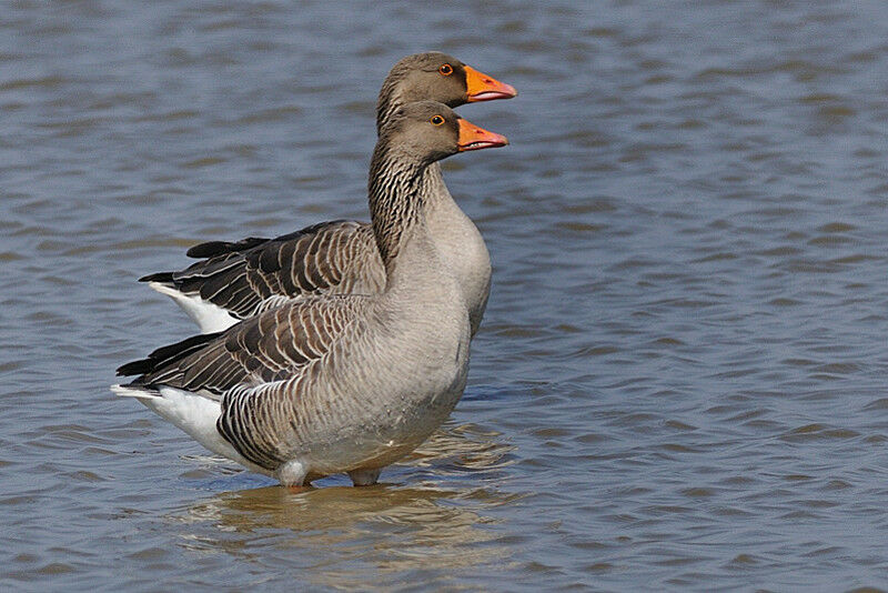 Greylag Goose adult