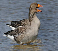 Greylag Goose