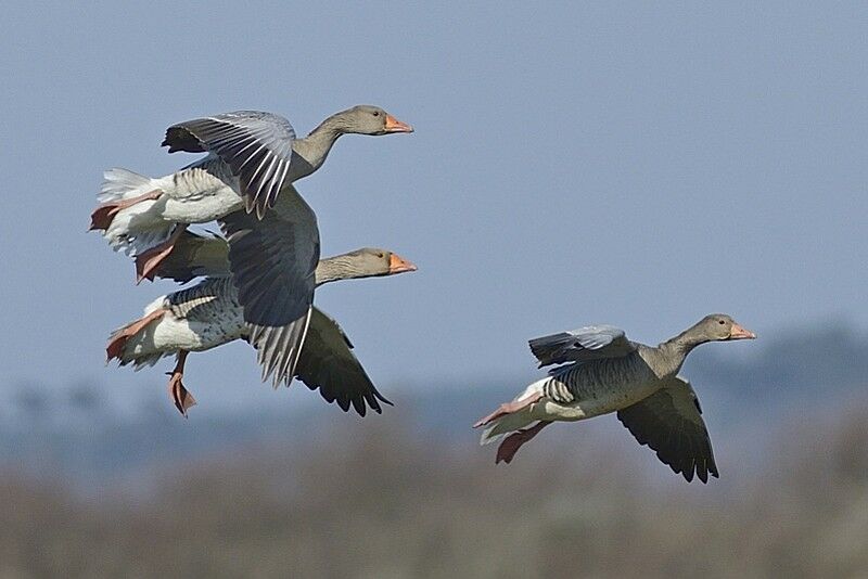 Greylag Gooseadult