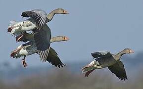 Greylag Goose