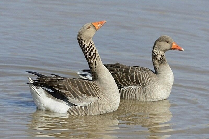 Greylag Goose adult