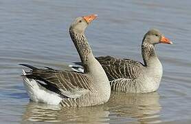 Greylag Goose