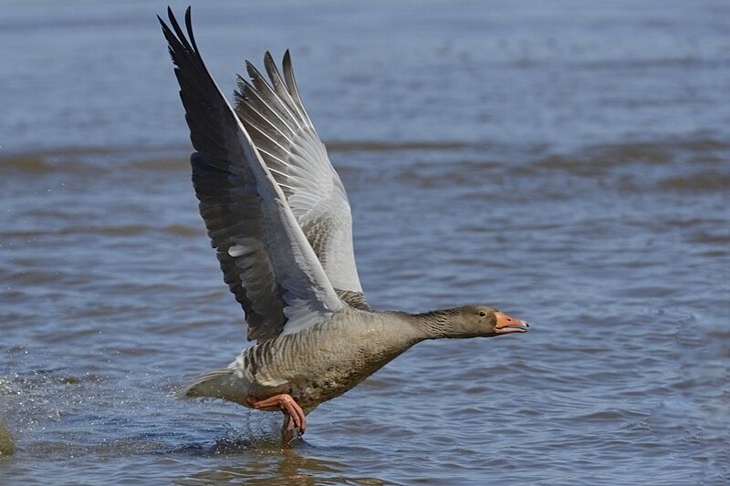 Greylag Gooseadult