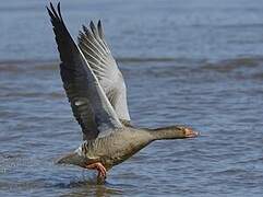 Greylag Goose