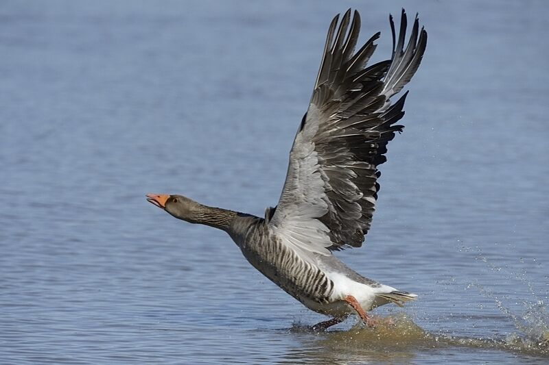 Greylag Gooseadult