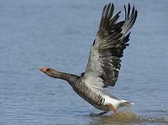 Greylag Goose