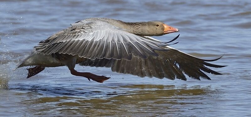 Greylag Gooseadult