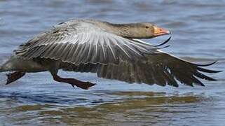 Greylag Goose