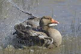 Greylag Goose