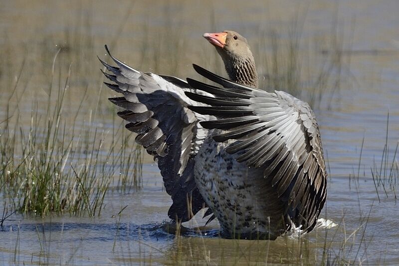 Greylag Gooseadult