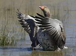 Greylag Goose