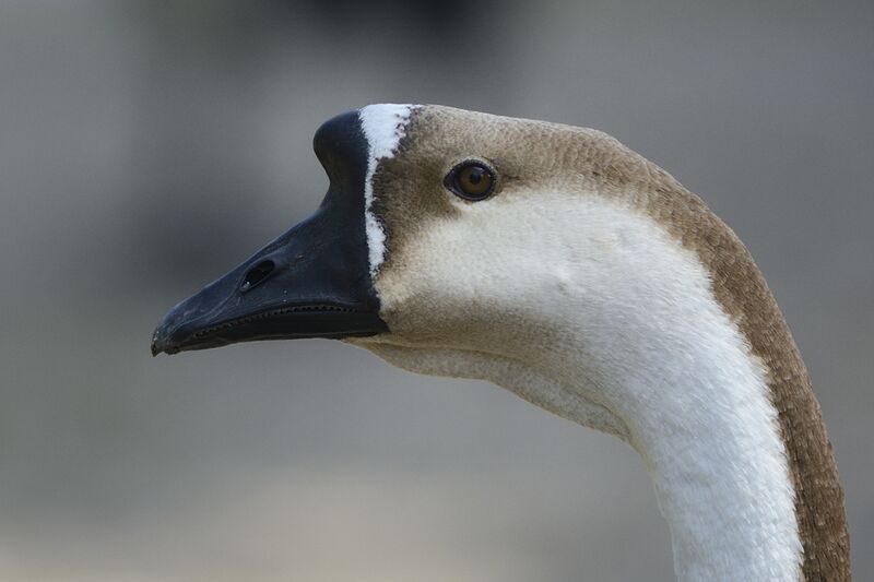 Swan Gooseadult, close-up portrait