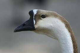 Swan Goose