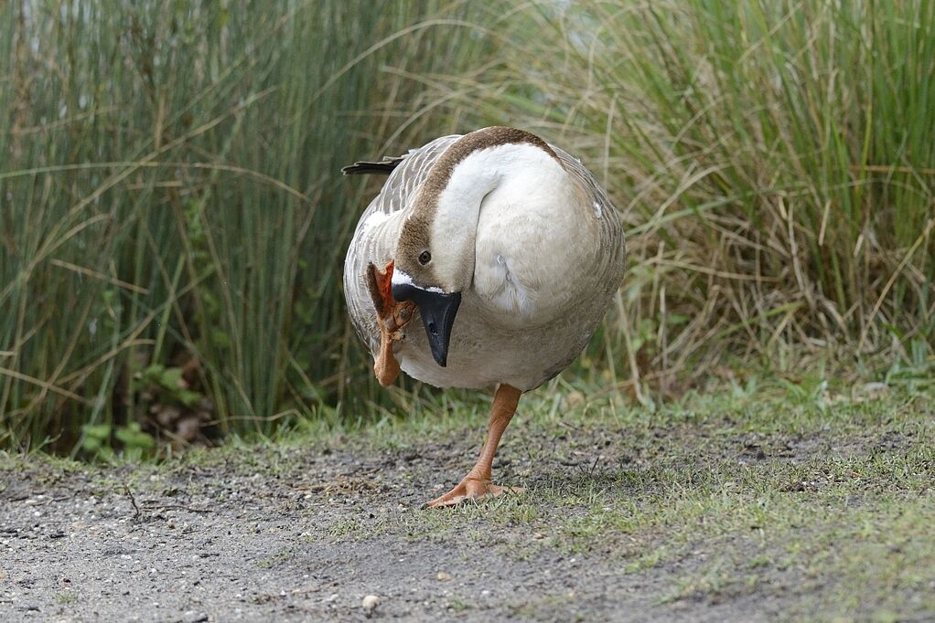 Swan Gooseadult, care