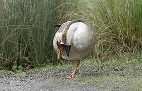 Swan Goose