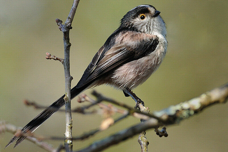 Long-tailed Tit