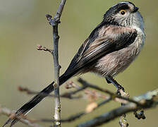 Long-tailed Tit