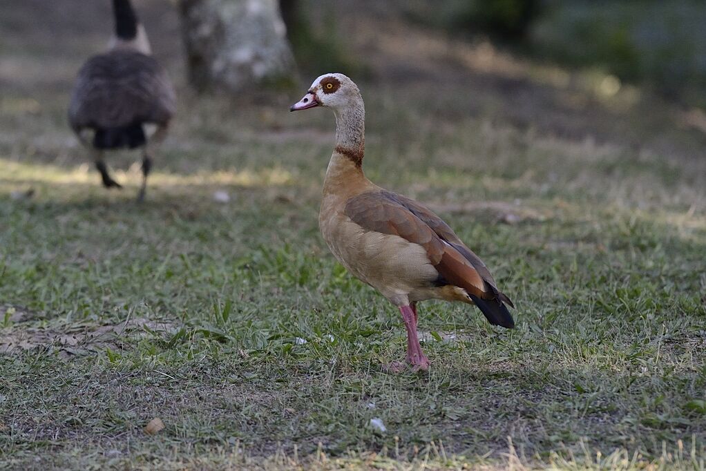 Egyptian Gooseadult, identification