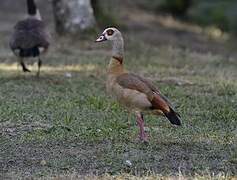 Egyptian Goose