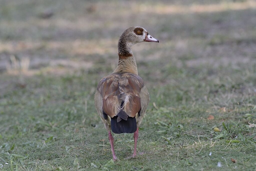 Egyptian Gooseadult, identification