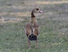 Egyptian Goose