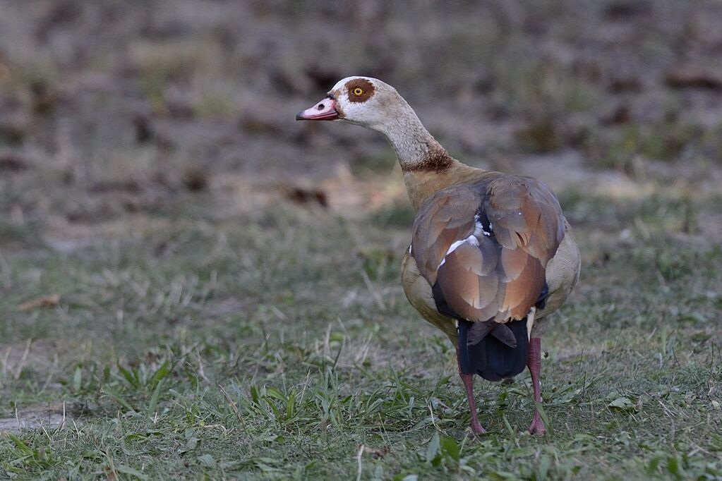 Egyptian Gooseadult, identification