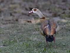 Egyptian Goose