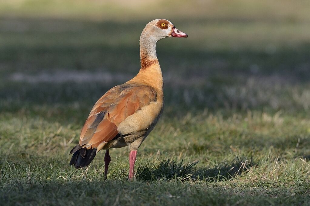 Egyptian Gooseadult, identification