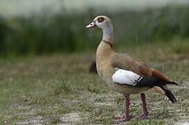 Egyptian Goose