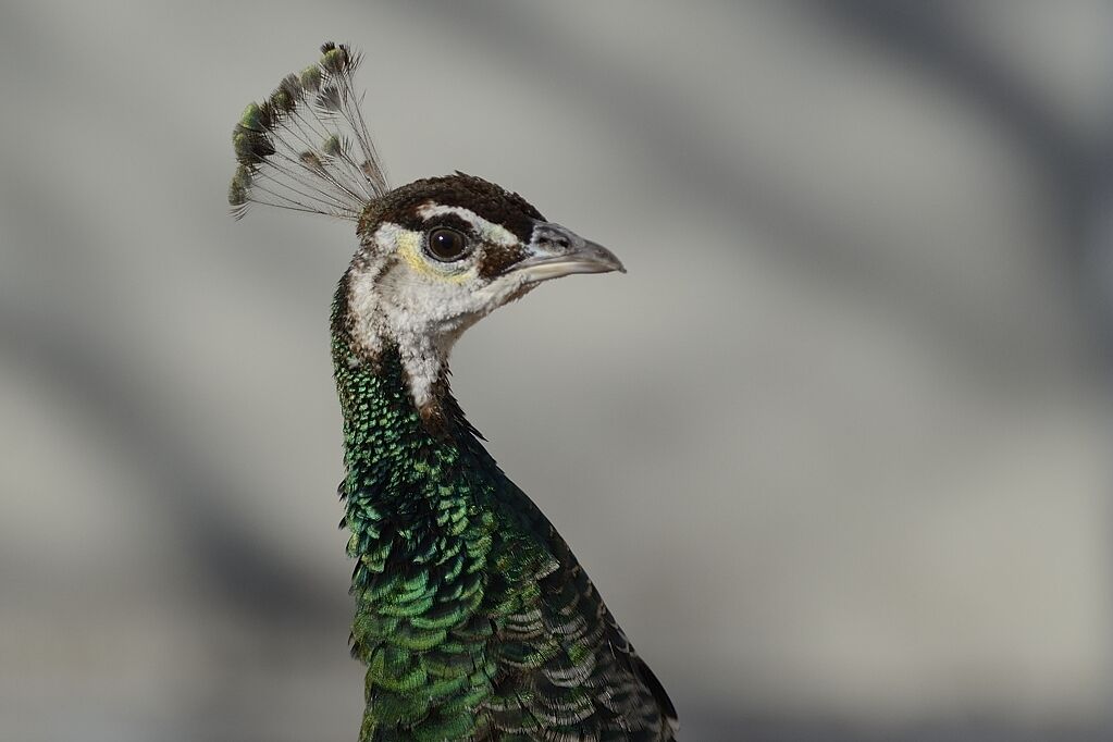 Indian Peafowl female adult breeding, close-up portrait