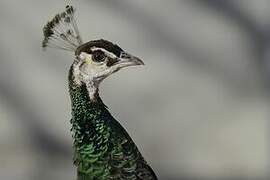 Indian Peafowl