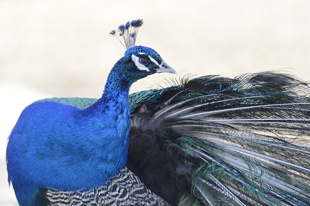 Indian Peafowl