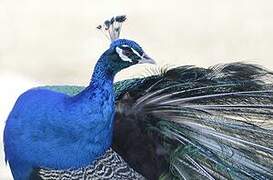 Indian Peafowl