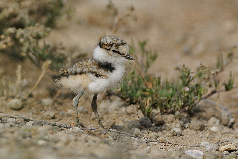 Little Ringed Ploverjuvenile