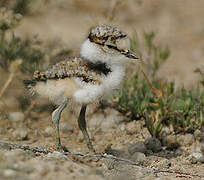 Little Ringed Plover