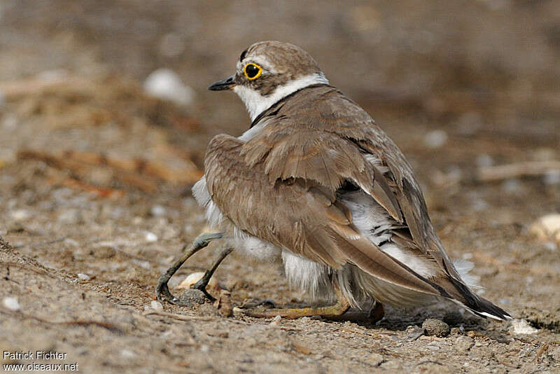 Little Ringed Plover, Reproduction-nesting, Behaviour