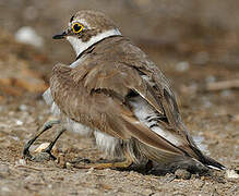 Little Ringed Plover