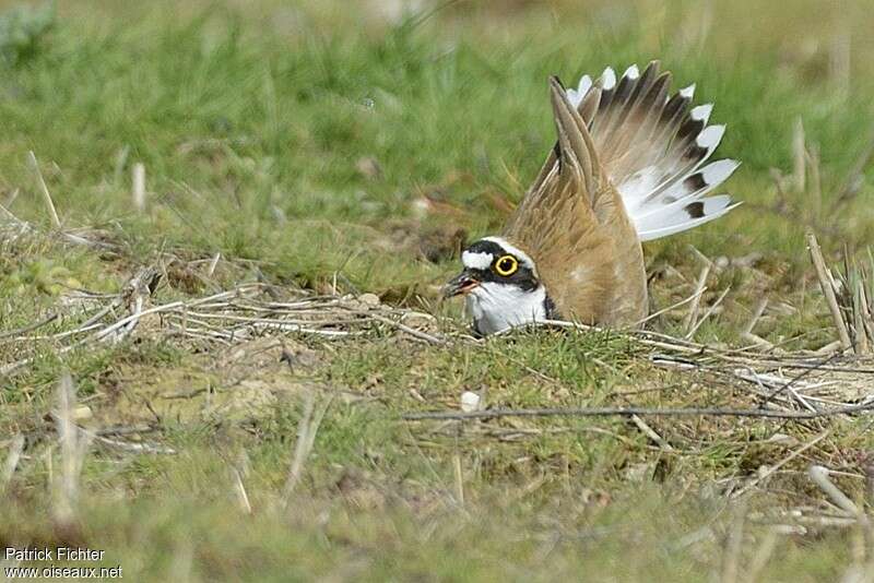 Little Ringed Plover male adult, courting display