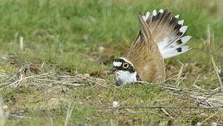 Little Ringed Plover