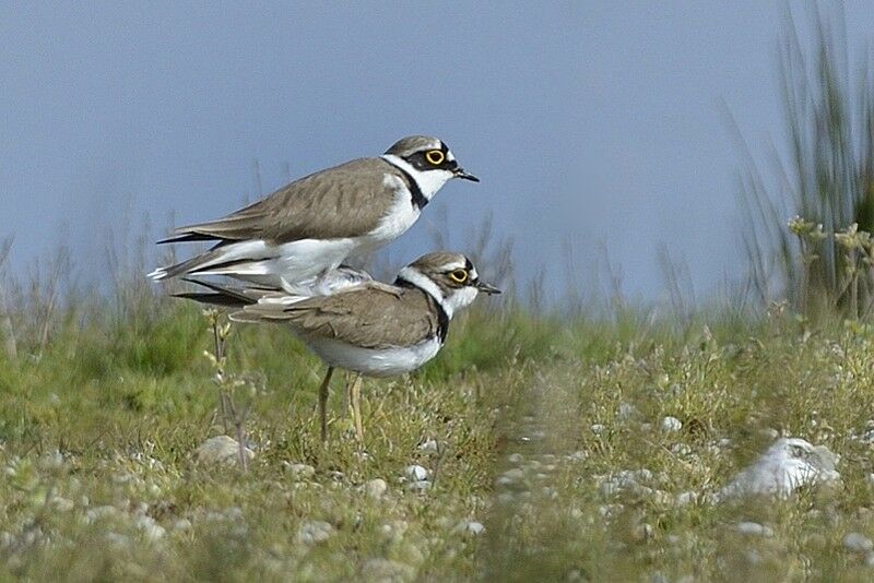 Little Ringed Plover adult, Behaviour