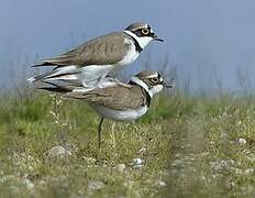 Little Ringed Plover